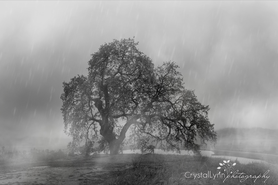 Project 52, In the Rain