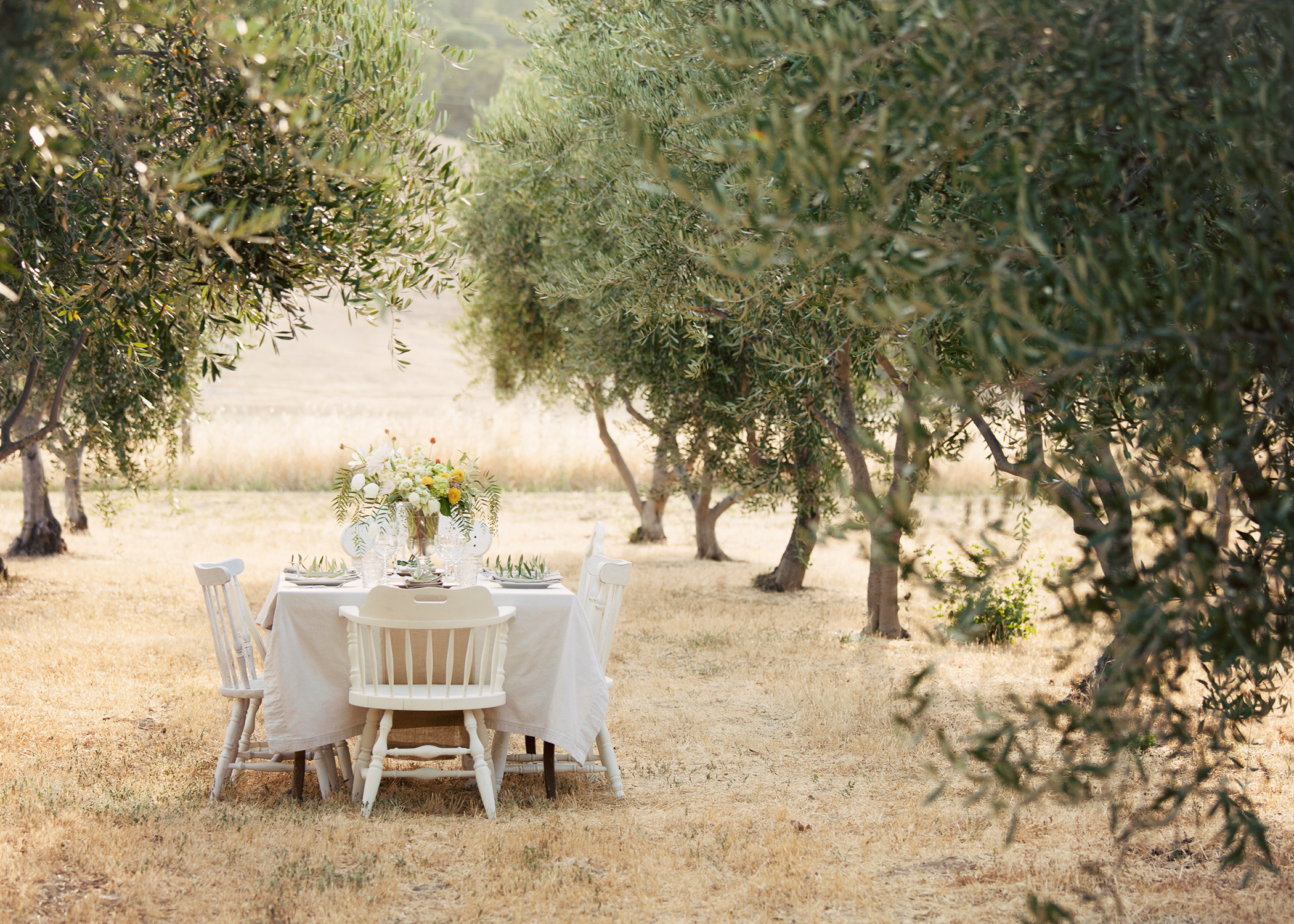 These olive trees scream "come frolic in my branches" about as much as Shel Silverstein's The Giving Tree.
