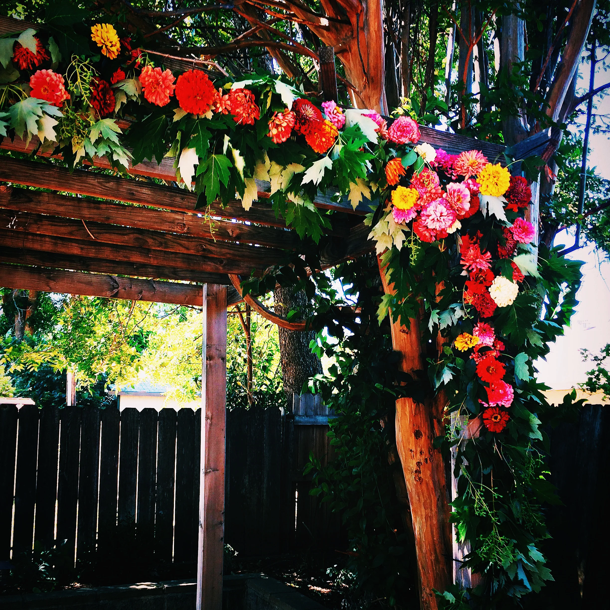 And then there was this bright backyard arch...