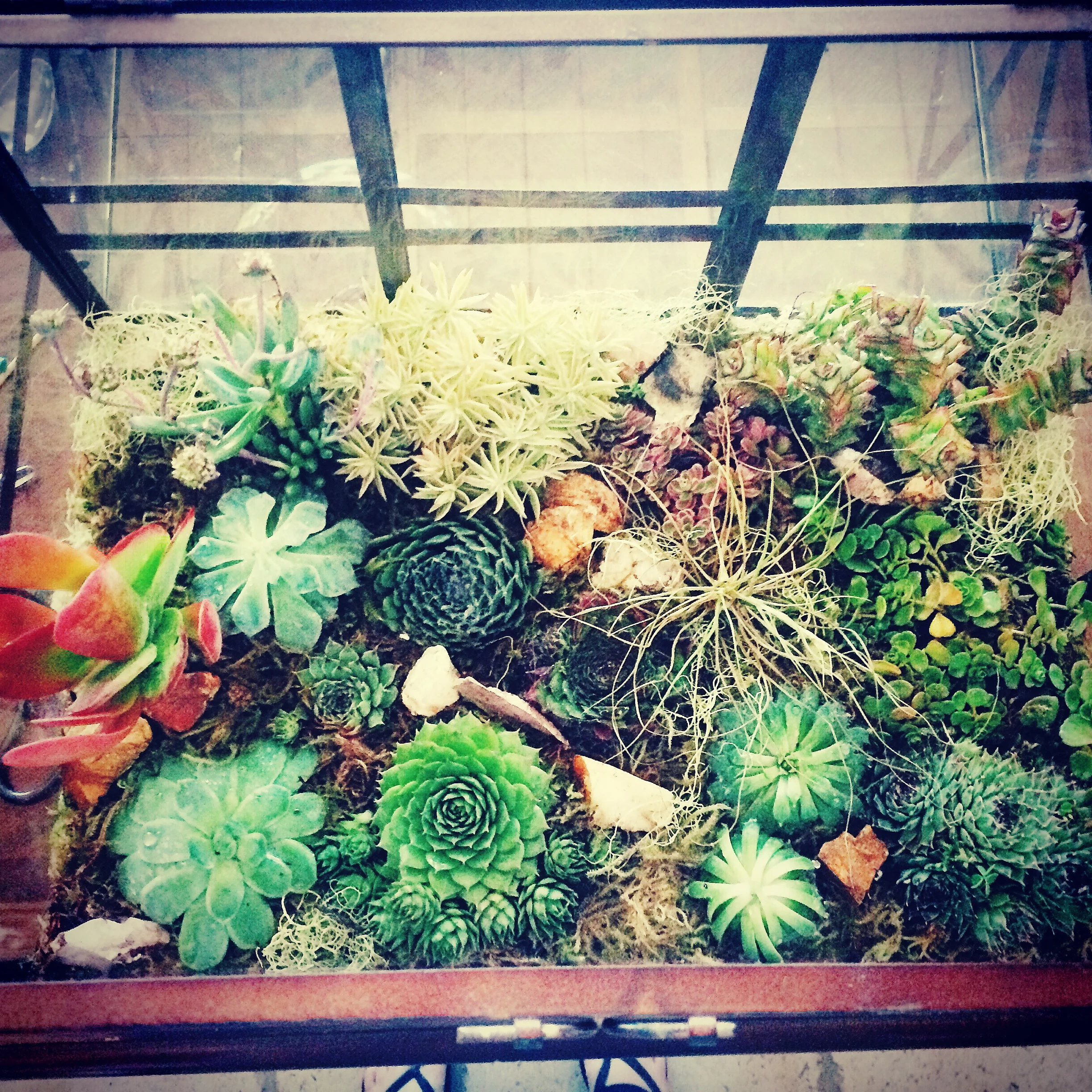 This custom terrarium in a vintage glass cage.