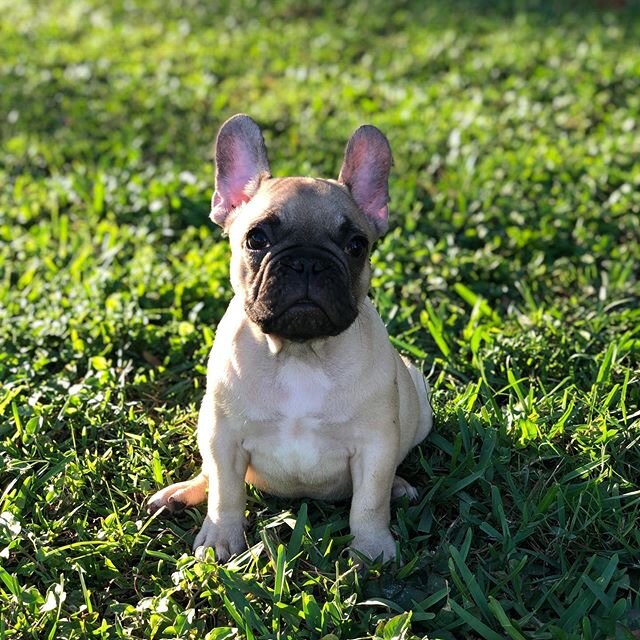 Available male- posting for friends 
Ready for his forever home #florida #fawn #toocute #love #available