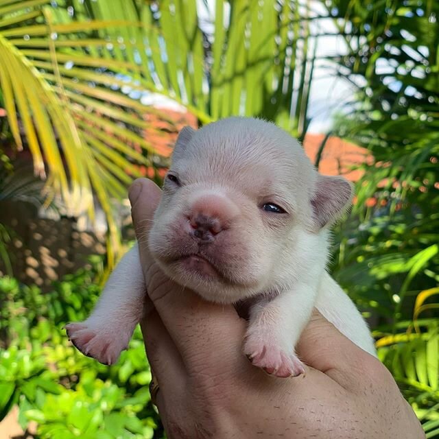 Available cream males