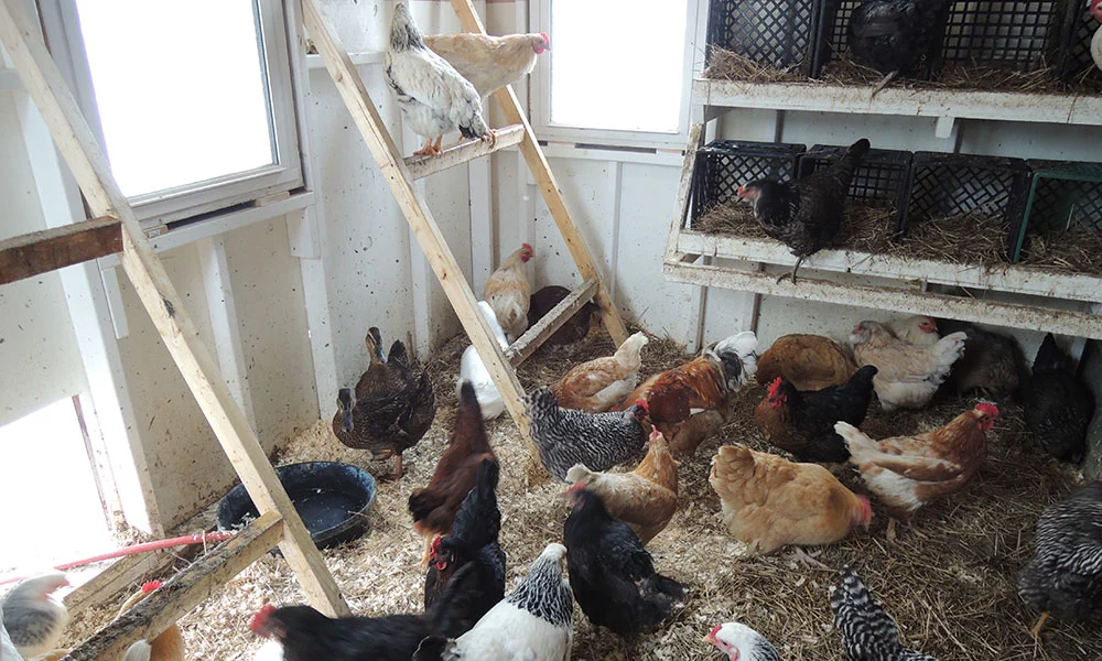 The chickens were super eager to come back in. Ducks less so, but happy too.
