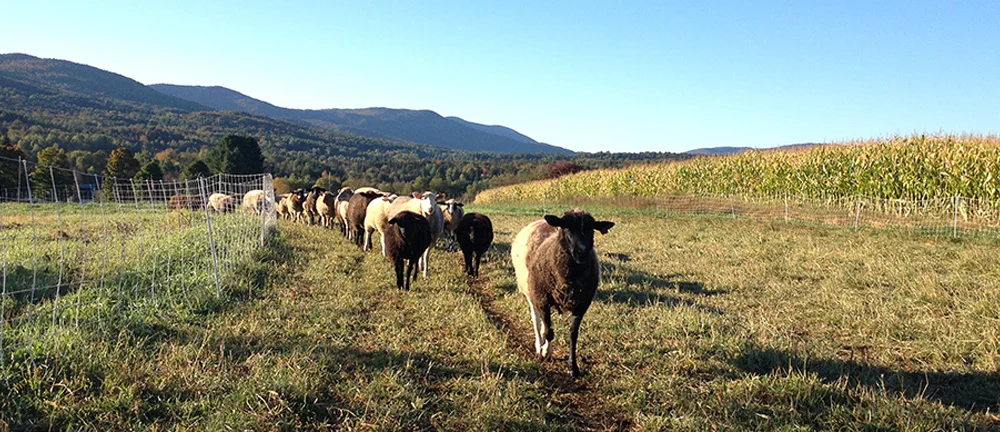 Grazing.jpg