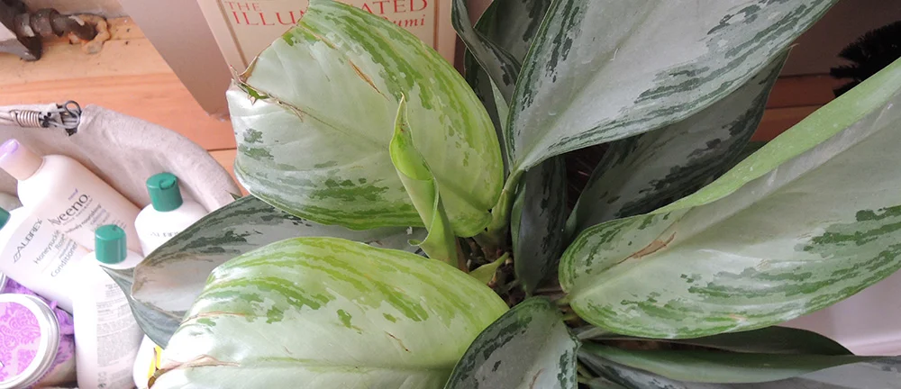 Plant&Rumi.jpg