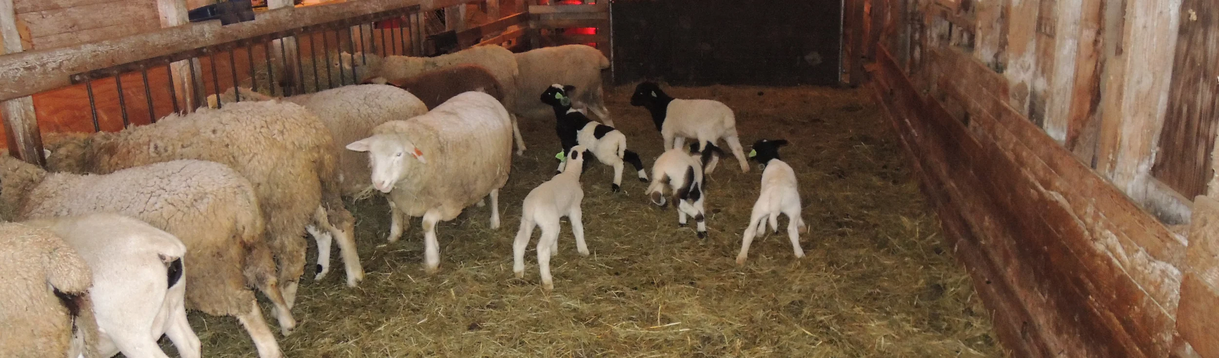 2015lambs.jpg