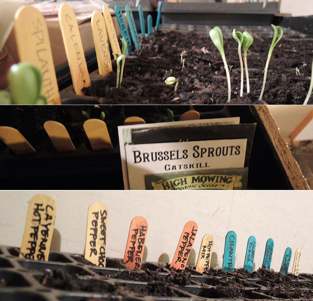 PlantingSeeds.jpg