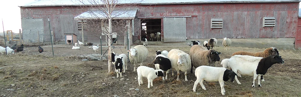 barnyard.jpg