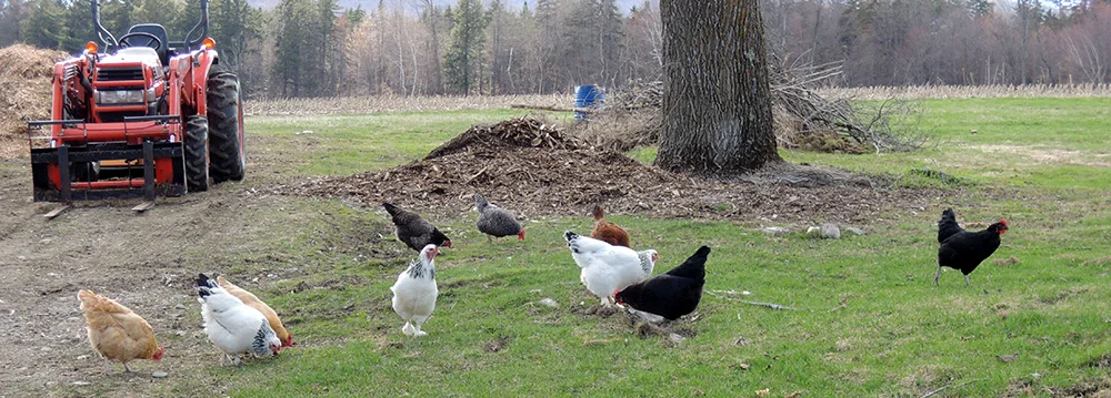 freerange.jpg