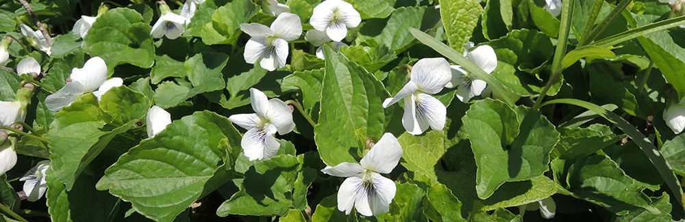 violets.jpg
