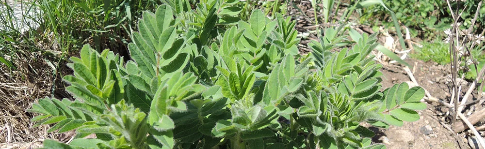 astragalus.jpg