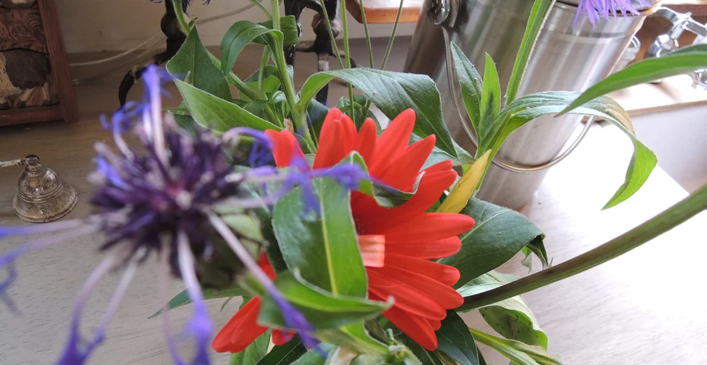 JenWhiteFlowers.jpg