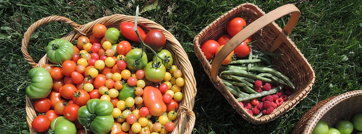 2015tomatoes.jpg
