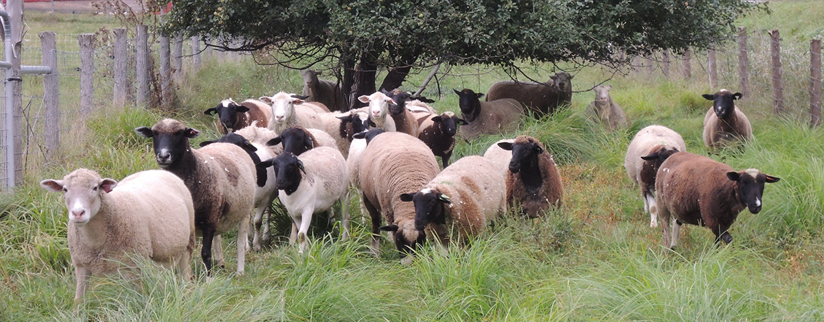 2015herd.jpeg