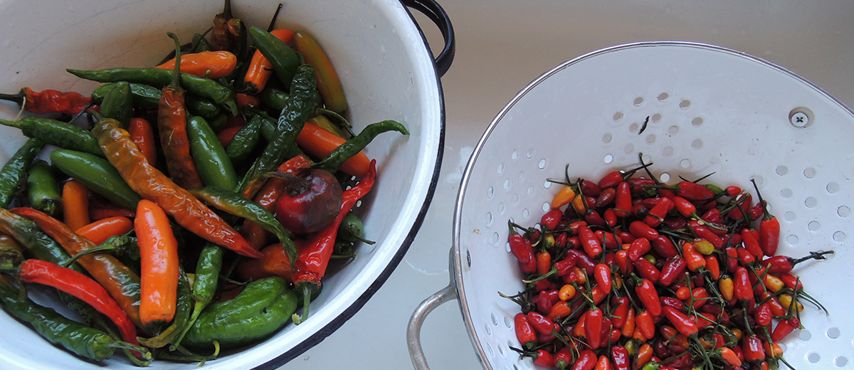 hotpeppers.jpeg