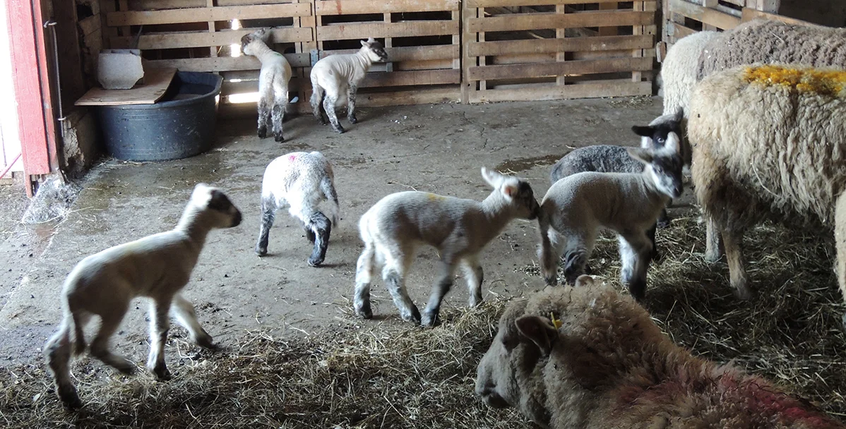 manylambs.jpg