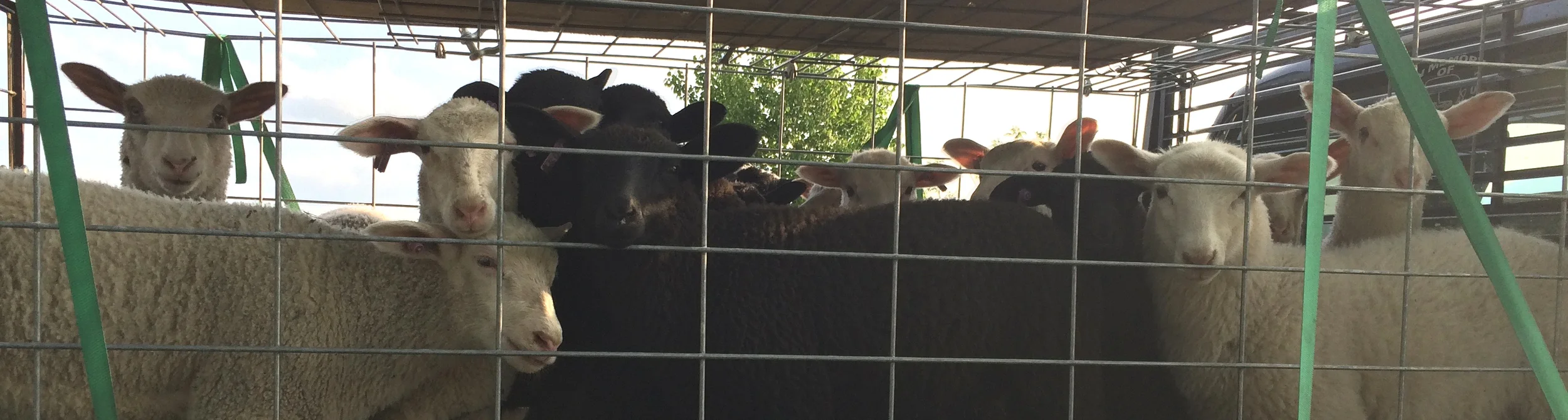 friesians.jpg