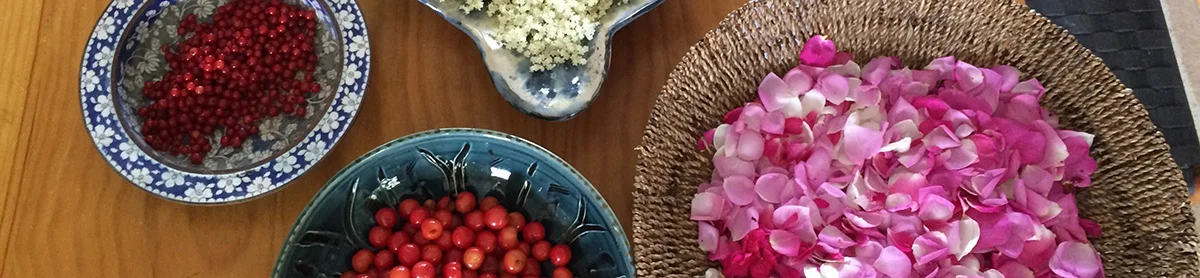 This morning's forage included currents, cherries, elderflower and rose.