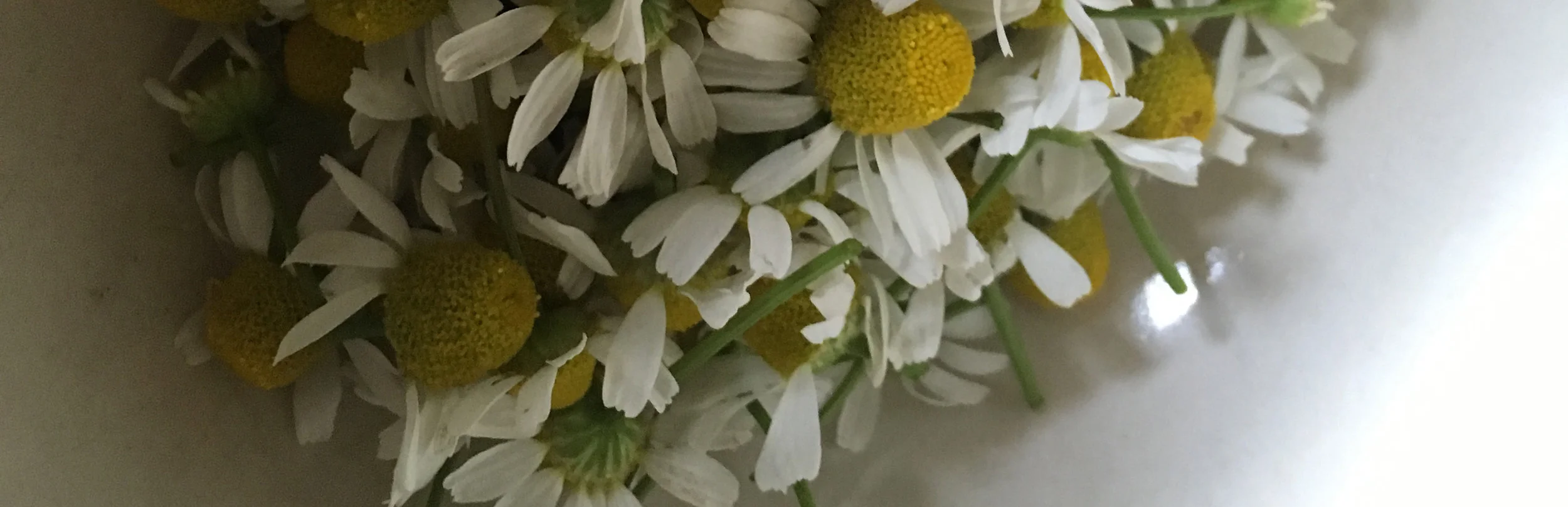 chamomile.jpg