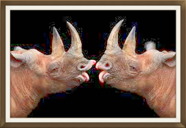 rhinos kissing.jpeg