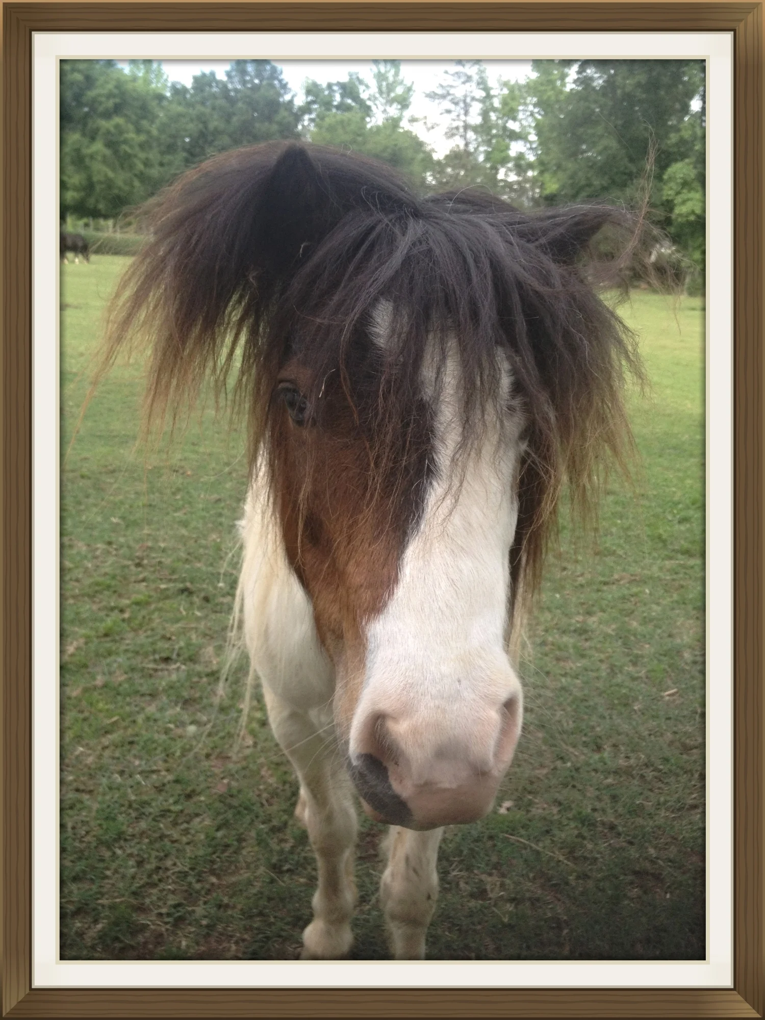 Nemo, my miniature horse who reminds me of Pig Pen. 