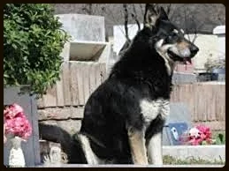 Captain the German Sheppard