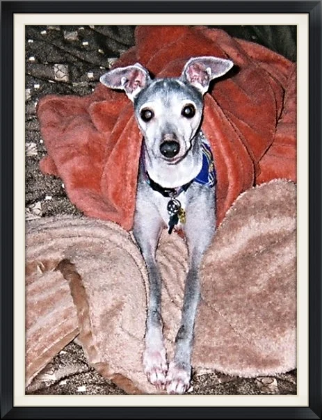  Beau, Pam Johnston's most devoted companion of 14 + years.