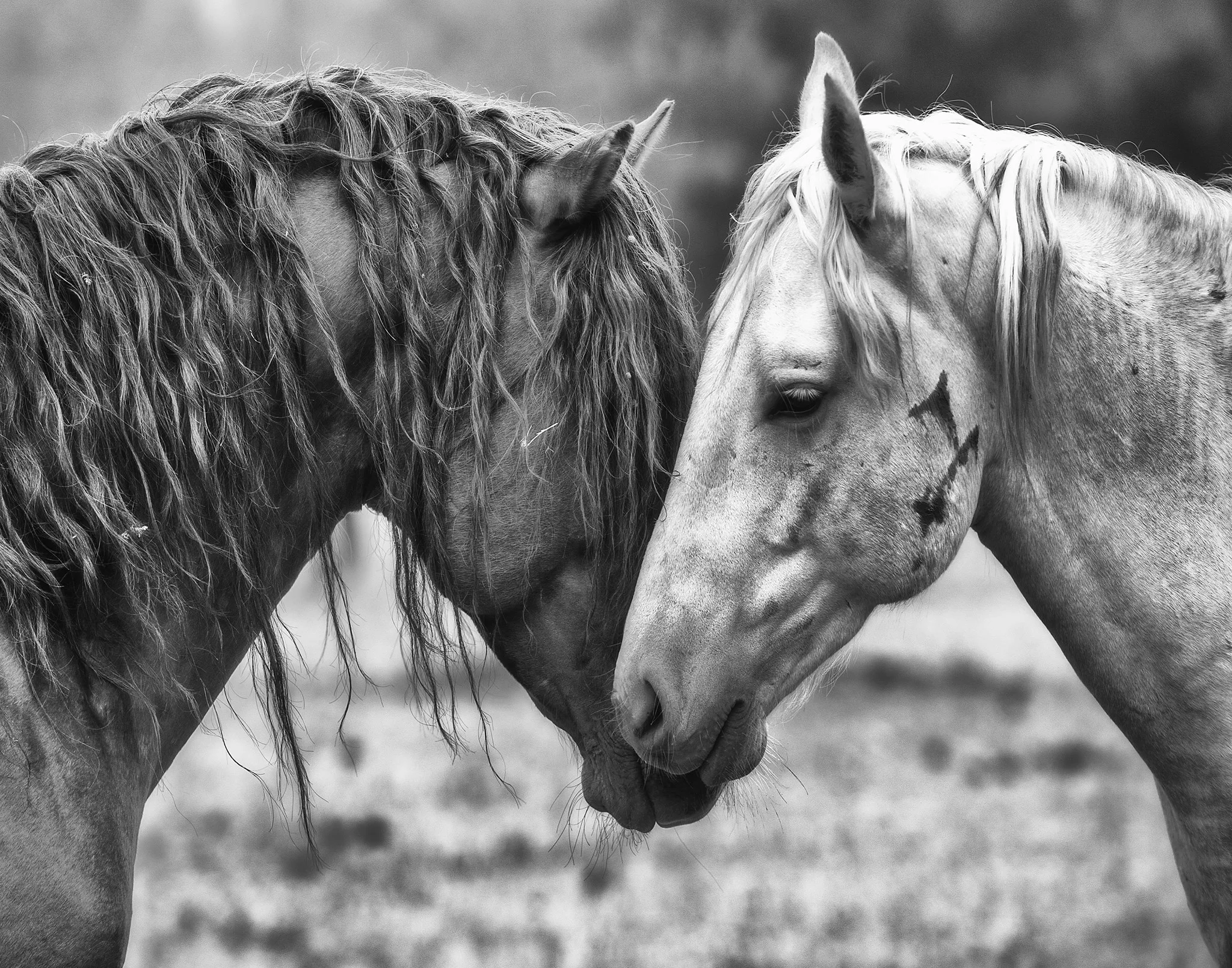 Roy Bozarth Photography
