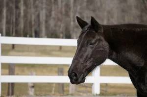 A PERSONAL STORY OF FORGIVENESS TAUGHT BY HORSES