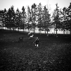 CARIOKA....WHAT DO YOU KNOW, SHE IS THE LEAD MARE AFTER ALL !!!!!