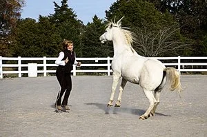 DANCING WITH HORSES DOES NOT REQUIRE TAKING DANCE LESSONS