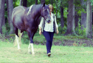 YOUR CAN TRAIN HORSES BUT YOU CAN'T TRAIN CONNECTION 