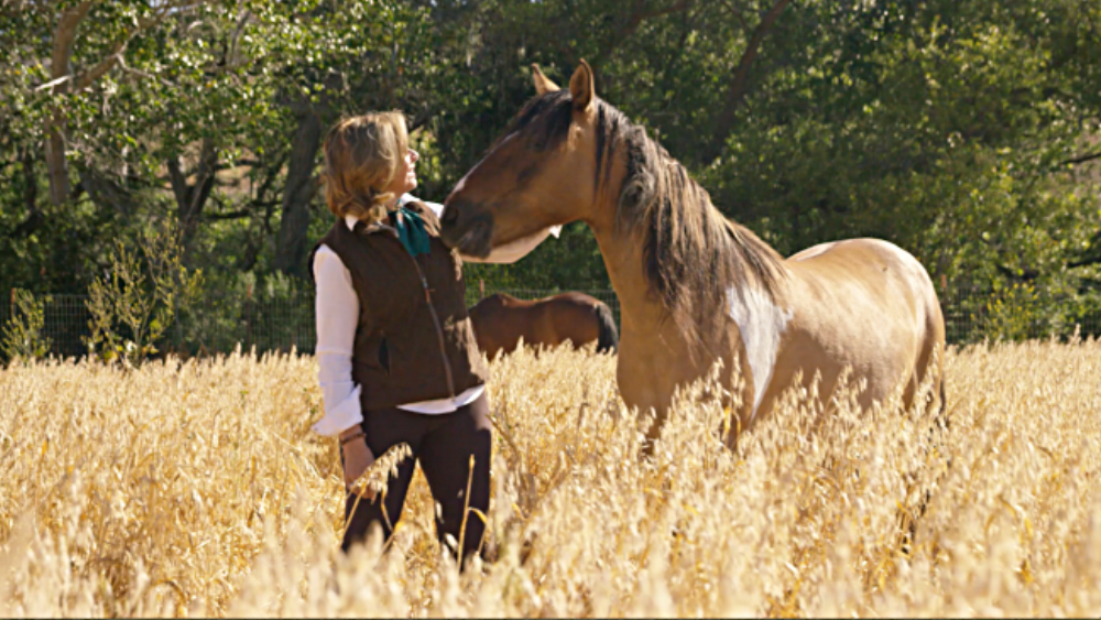 THE IMPORTANCE OF HORSES FEELING SAFE 