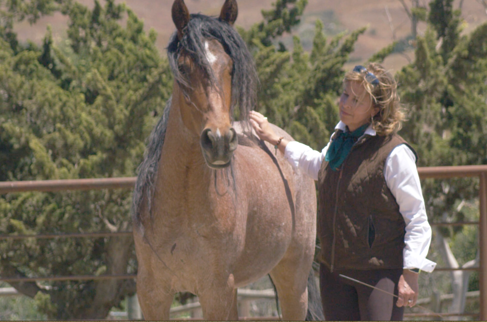 NO RIDING HORSES, NO SHOES, AND NO BITS?