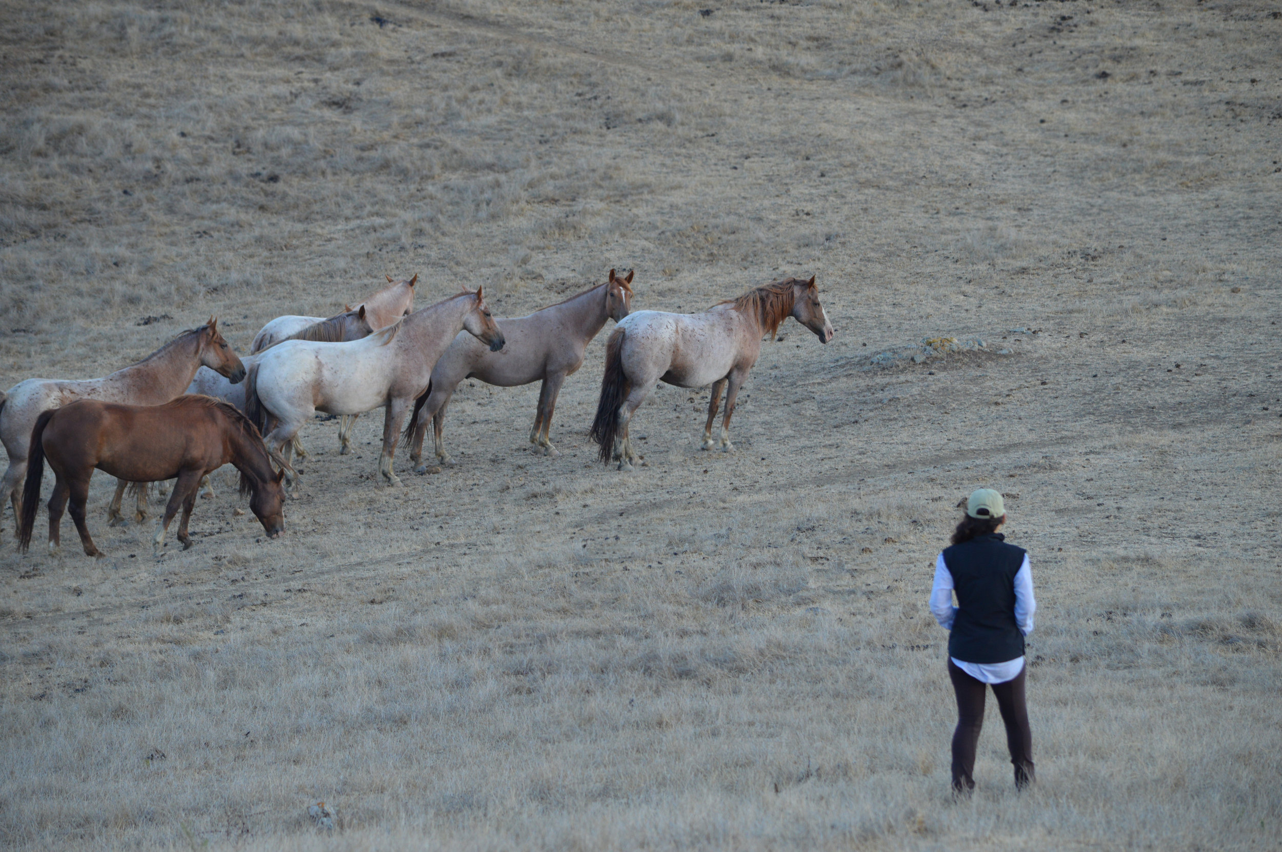 Valentina and SLO herd 2.jpg