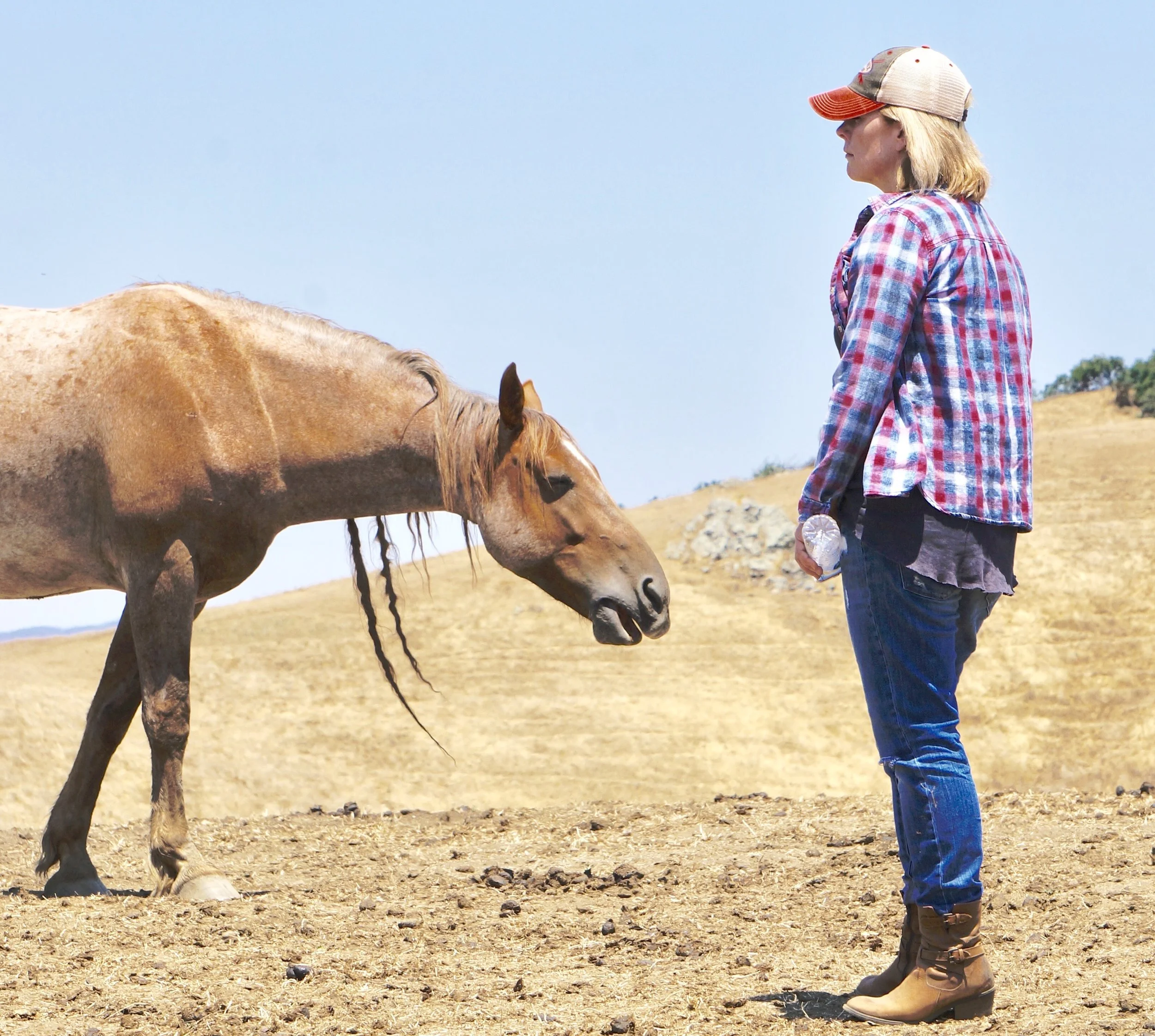 HORSES ARE TRULY IMPOSSIBLE BEAUTY
