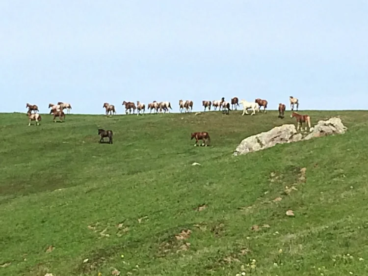 Return To Freedom Wild Horse Sanctuary