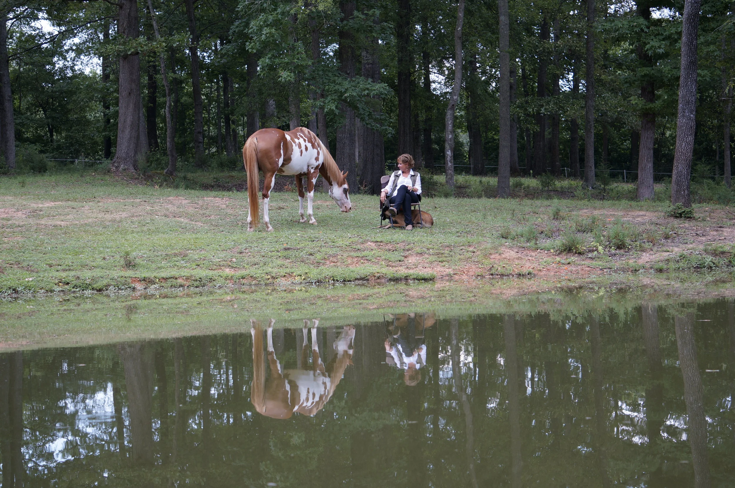 IN THANKSGIVING TO HORSES