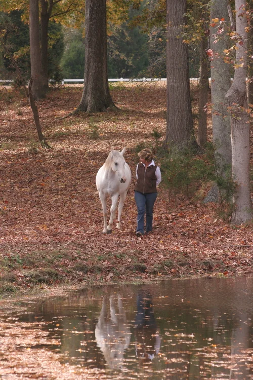 THE EASIEST WAY TO TRAIN A HORSE