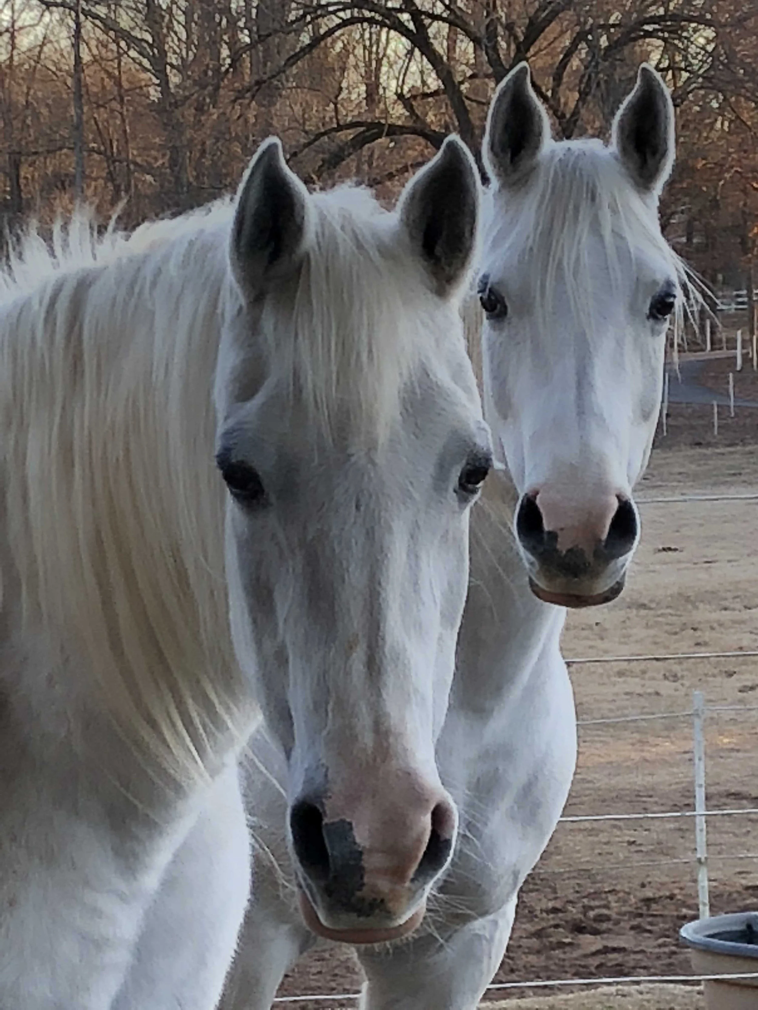 HORSEMANSHIP BEGINS WITH YOU...NOT YOUR HORSE