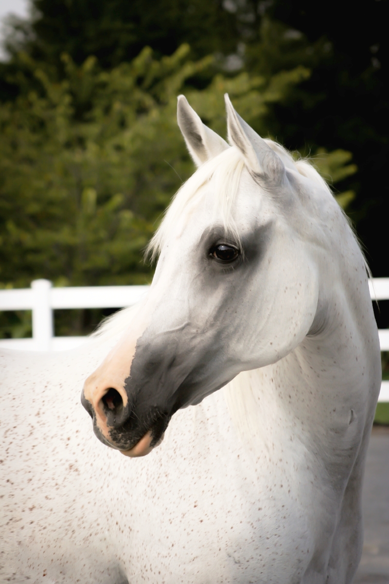 My beautiful horse Gramsey