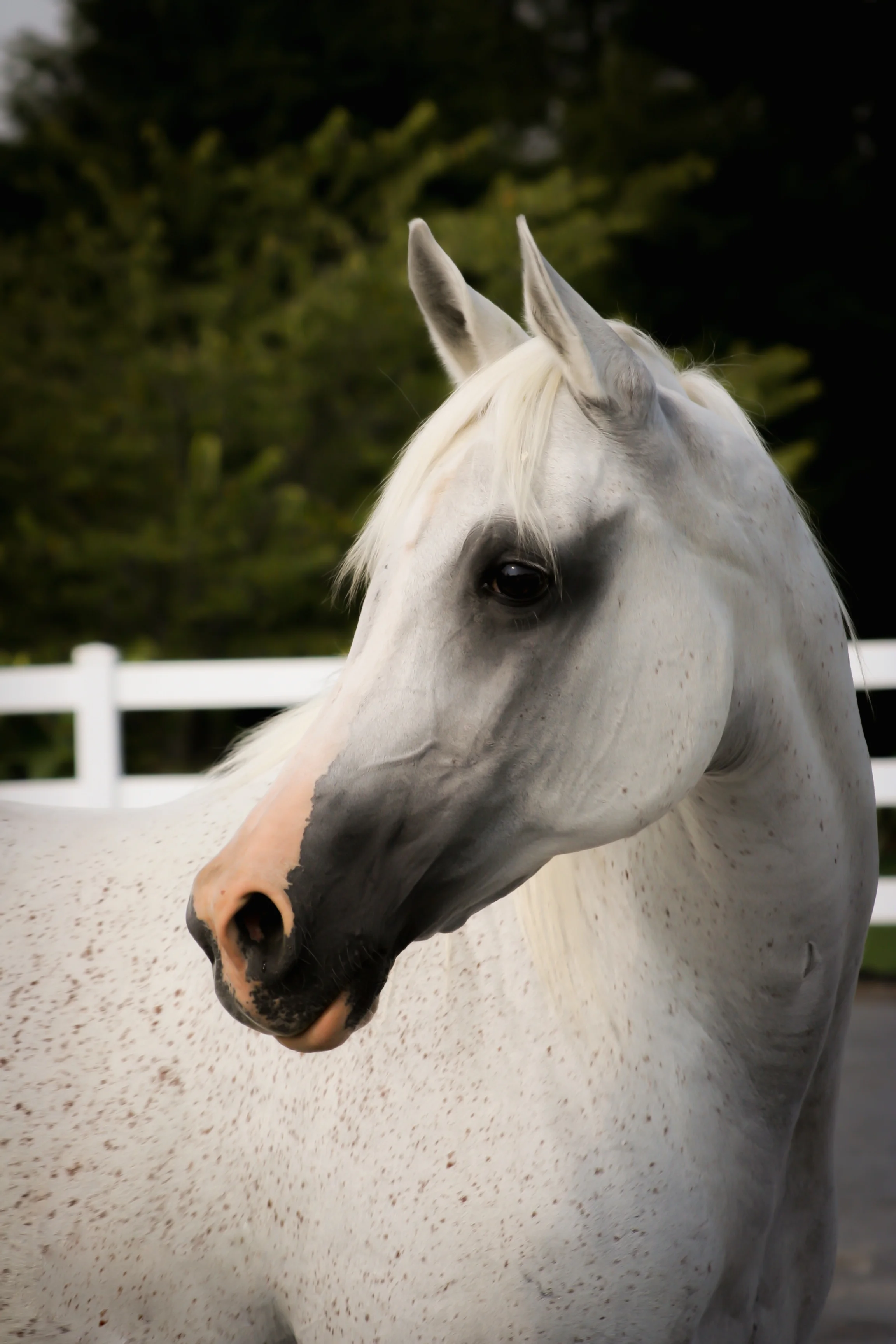 TRUSTING YOUR HORSE BEGINS WITH TRUSTING ONESELF