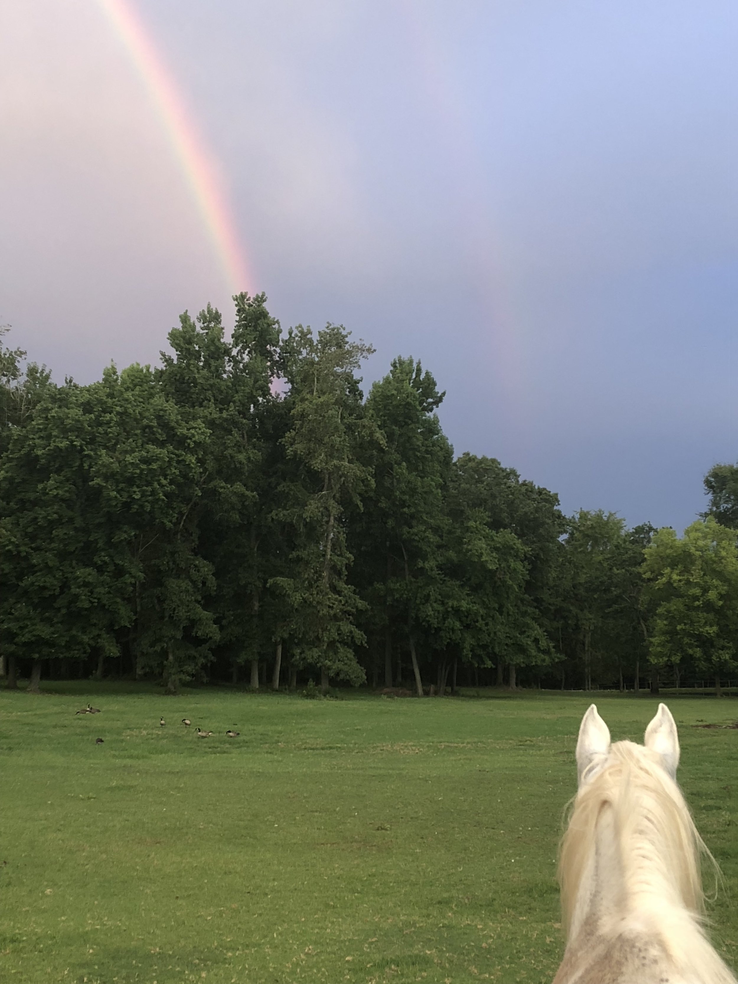HORSES MAKE US MORE HUMAN