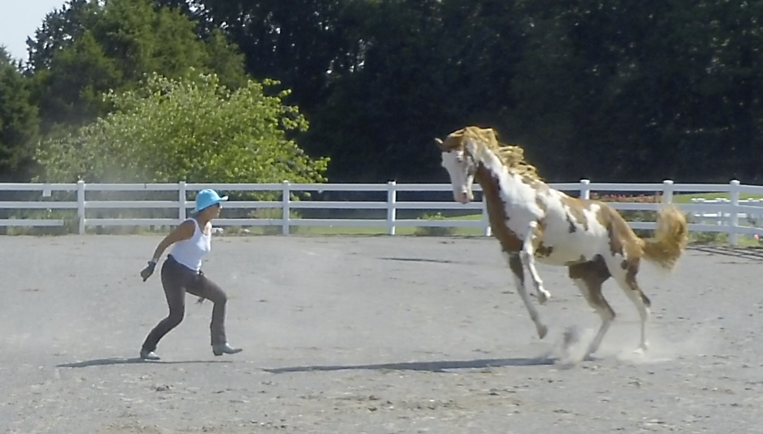 HORSES ARE MY GARDEN OF EDEN