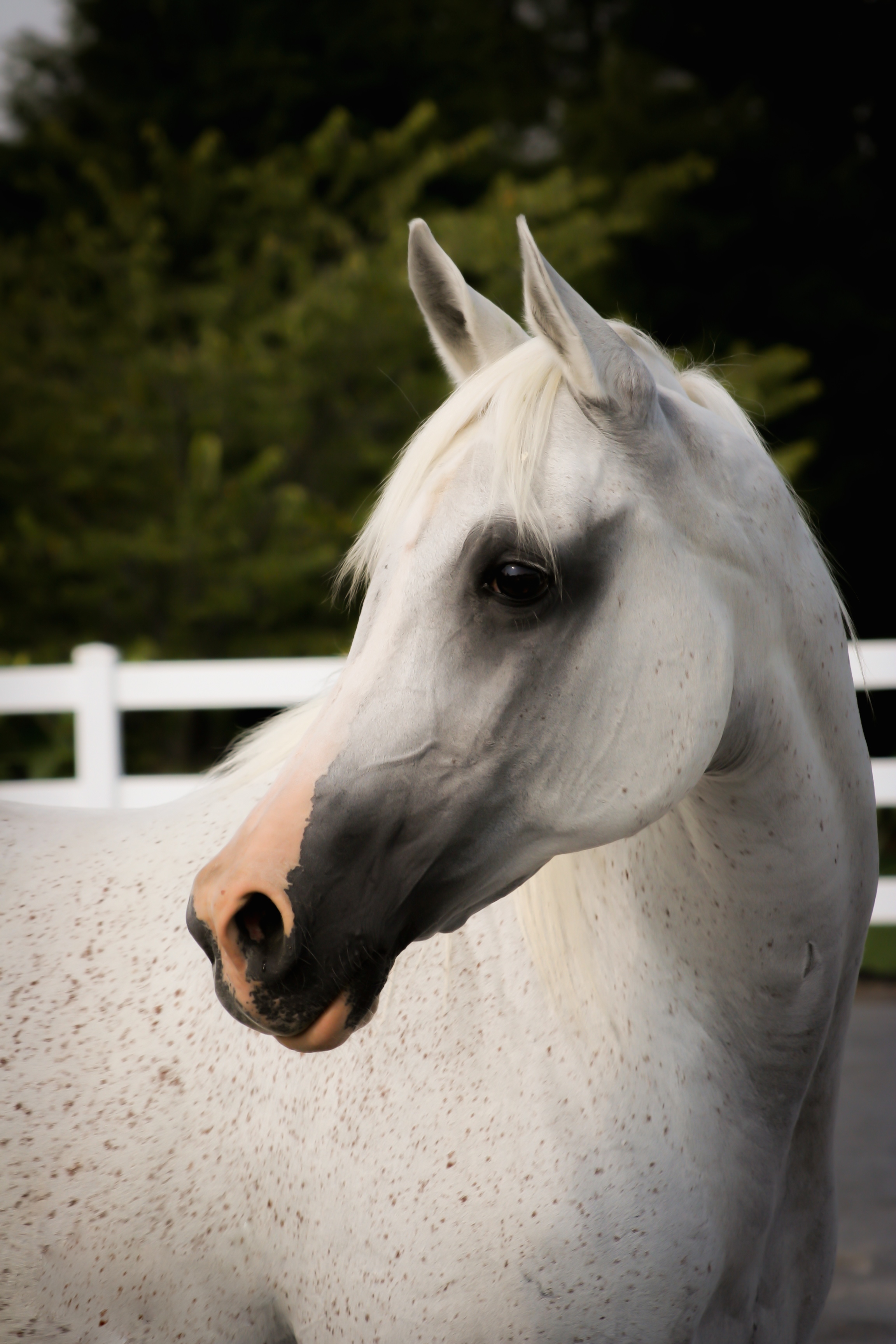                                                                C   O   U   R   A   G   E