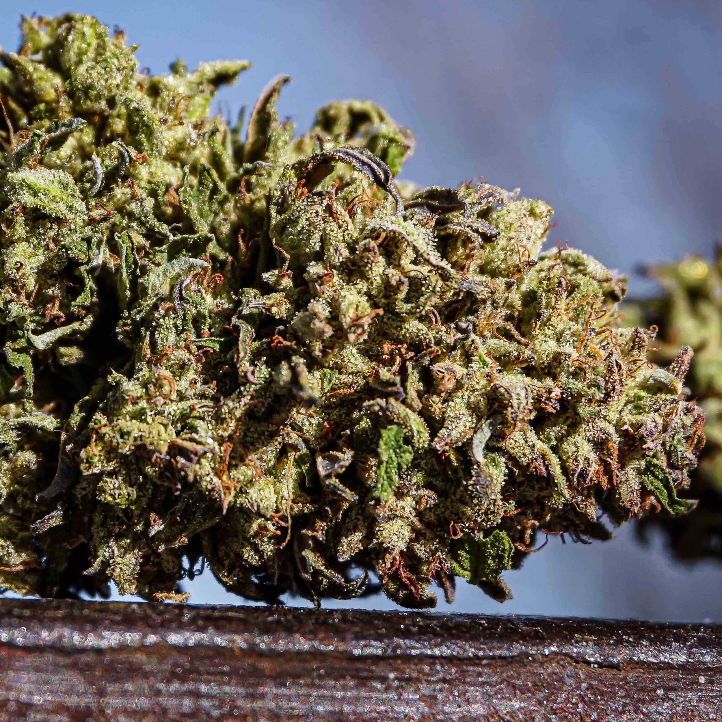 Freeborn Selections Cherry Limepop F2 (Outdoor) — Higher Thought Freeborn Selections Cherry Limepop F2 (Outdoor) — Higher Thought