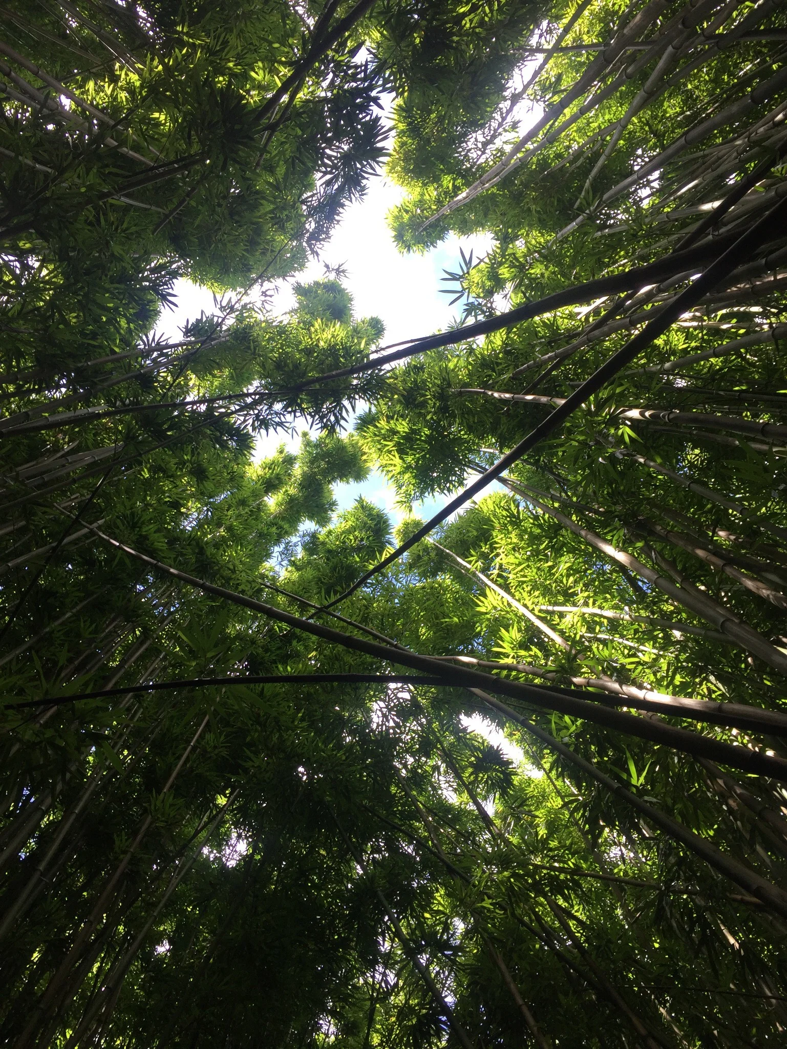 To give you an idea of how tall the bamboo trees were. 