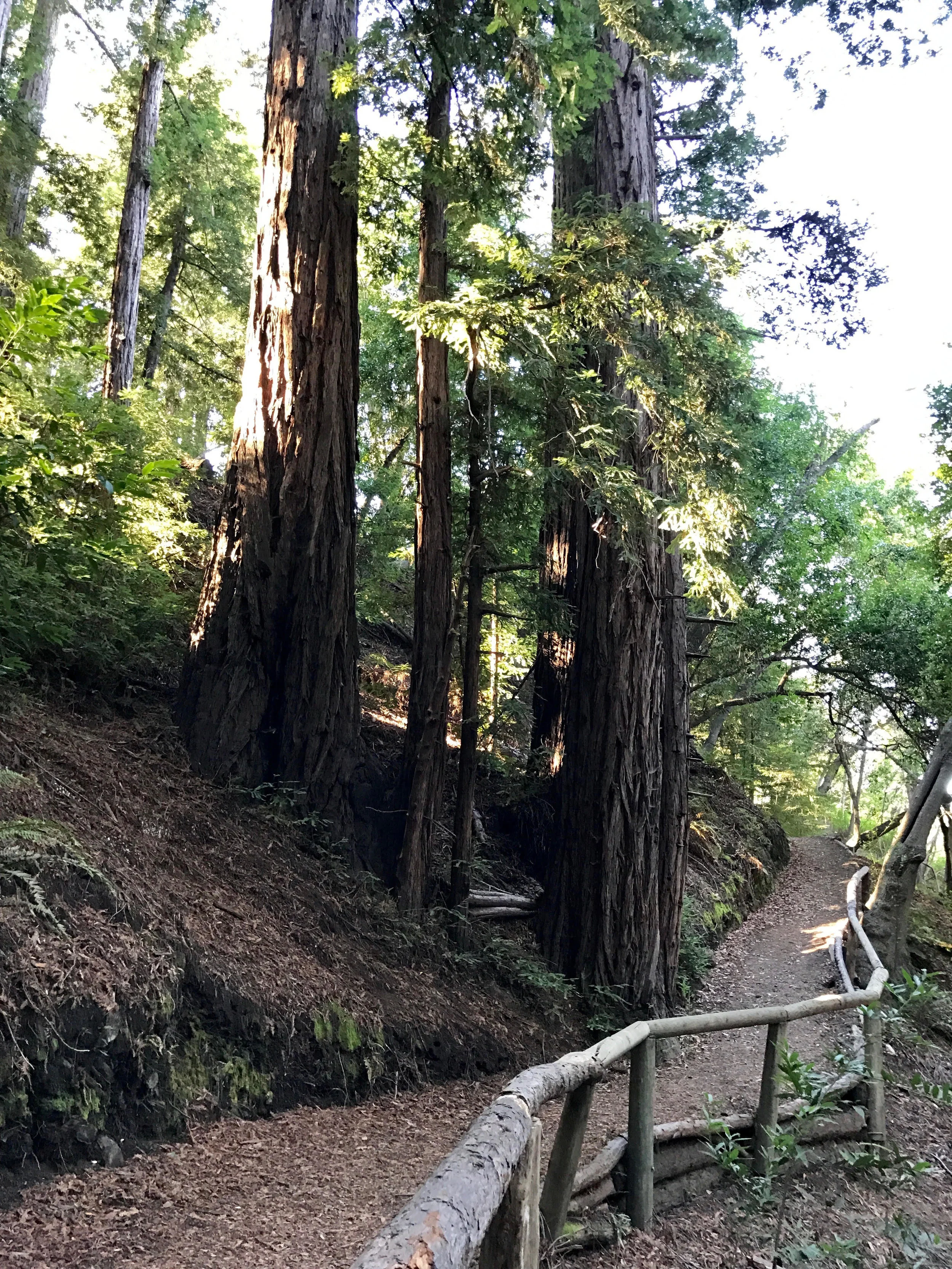 There are free guided hikes every day. Our tour guide was awesome. He could name any and every bird flying through the sky. 