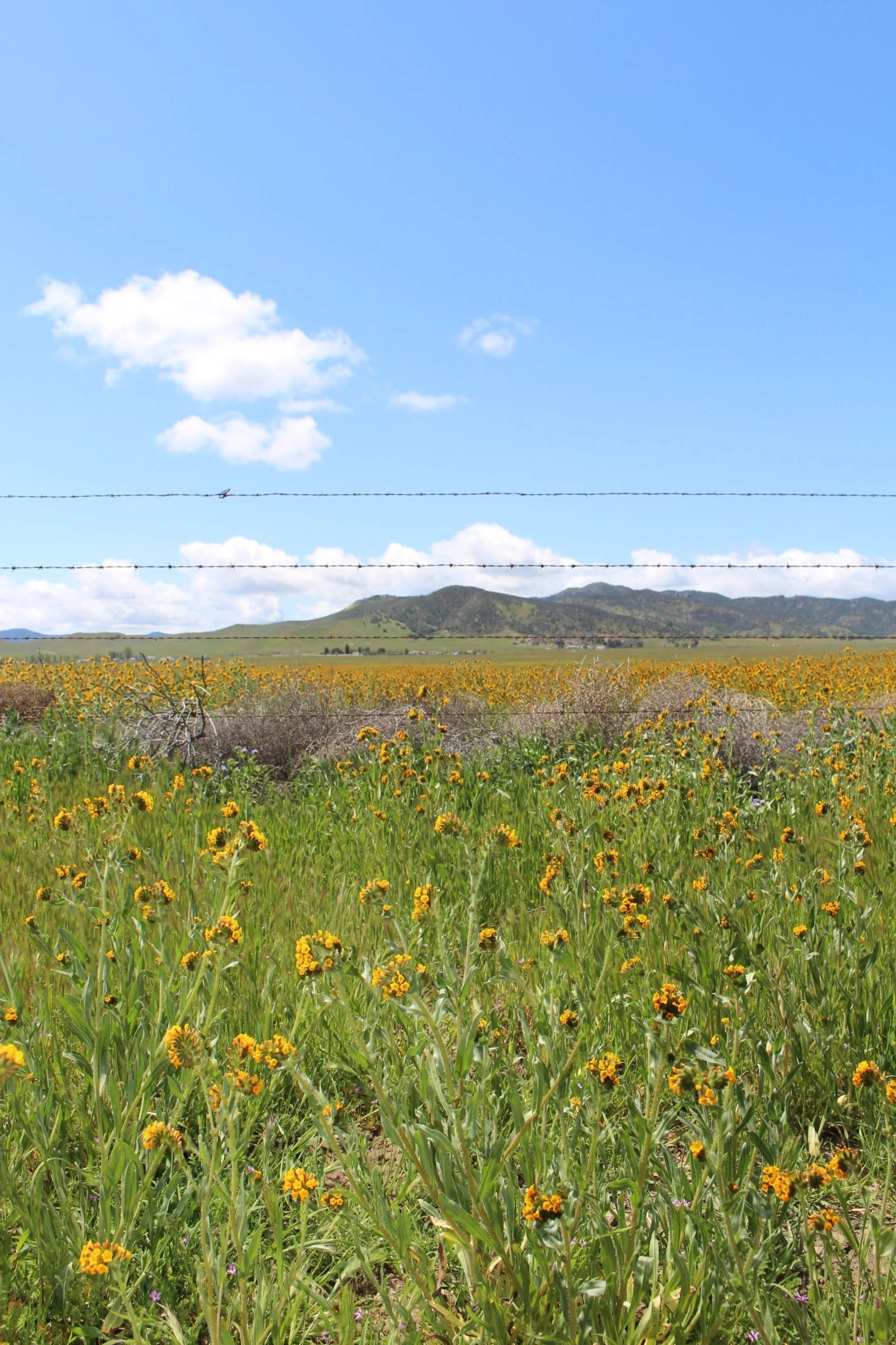 They slowly introduce you to the plethora of blooms you are about to see. This is the beginning of the 7-mile drive, right where the blooms started to show. 