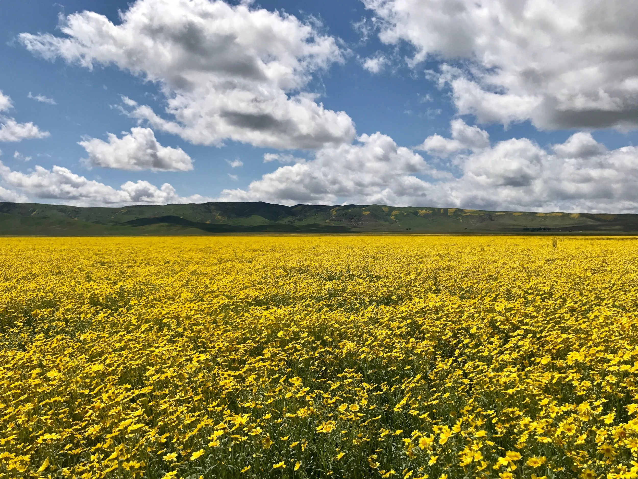 We drove further down the road, and oh my goodness. There was an overwhelming abundance of blooms. 